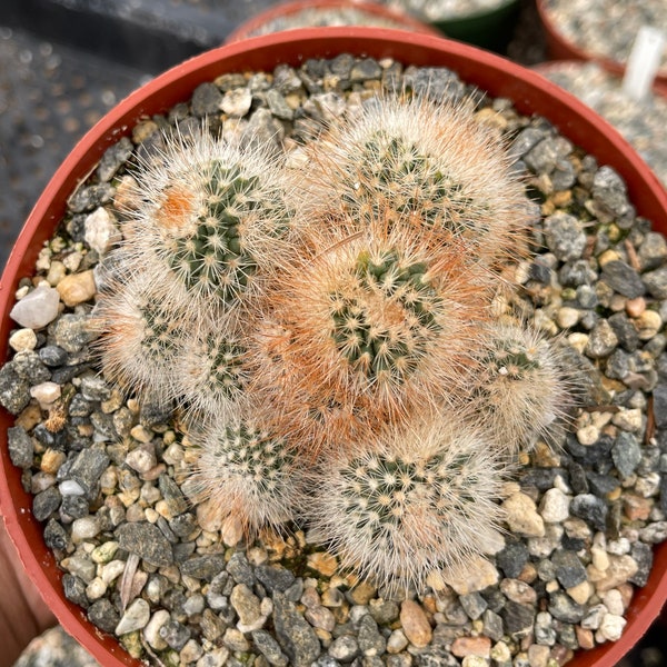 Mammillaria Clusters | Live Cactus