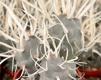 Paper Spines | Tephrocactus Articulatus cacti | Live Cactus