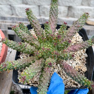 6” Euphorbia Colliculina | Euphorbia Medusa | Live Plant | Rare Plant
