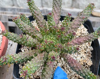 6” Euphorbia Colliculina | Euphorbia Medusa | Live Plant | Rare Plant