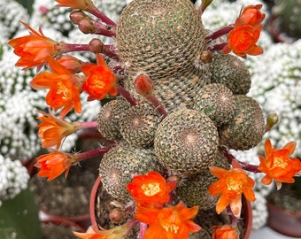 Rebutia Heliosa Clusters | Graft Cactus | exotic rare cacti | Live Plant