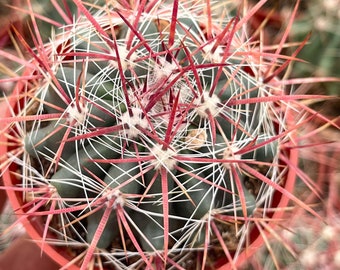 Ferocactus gracilis coloratus | Red Barrel Cactus | Rare Cactus | Live Plant