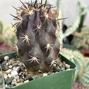 Copiapoa Echinoides Copiapoa Dura Rare Cactus Live Plant Rare Plant image 2