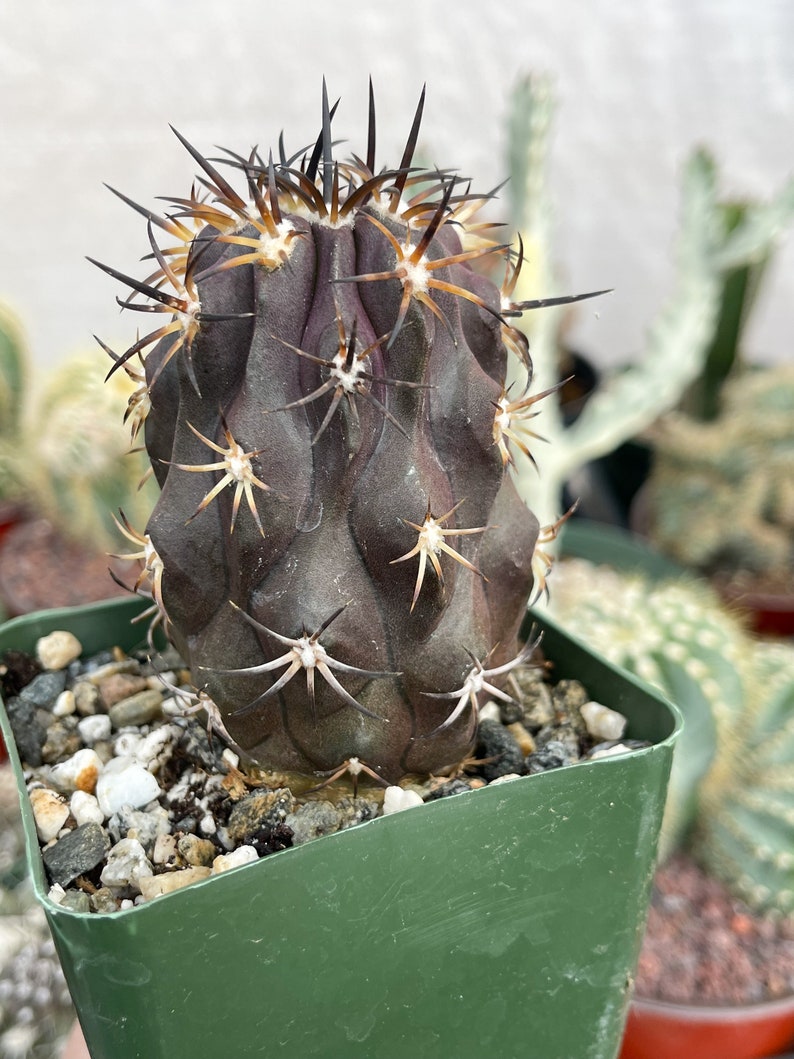 Copiapoa Echinoides Copiapoa Dura Rare Cactus Live Plant Rare Plant image 2