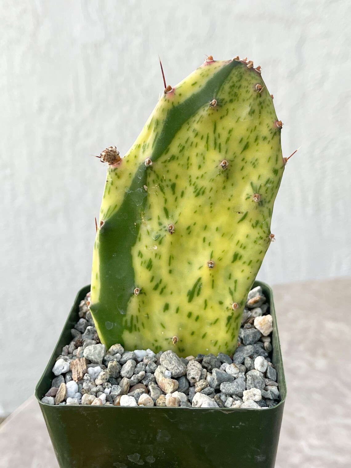Opuntia Sunburst Variegated Cactus Live Plant Etsy