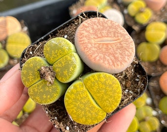 Lithops Living Stone succulent | Live Plant