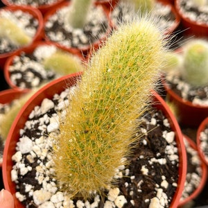 Monkey Tail Cactus | Hildewintera Colademononis | Rare cactus
