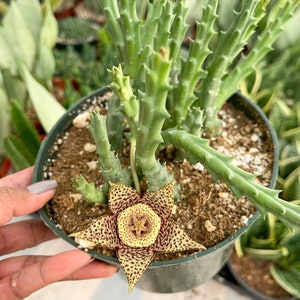 Orbea Variegata Starfish Flower Life Saver Live Plant 6” Pot