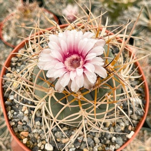 Gymnocalycium Cardenasianum | Busy Spines | Pink Flower | Rare Cactus