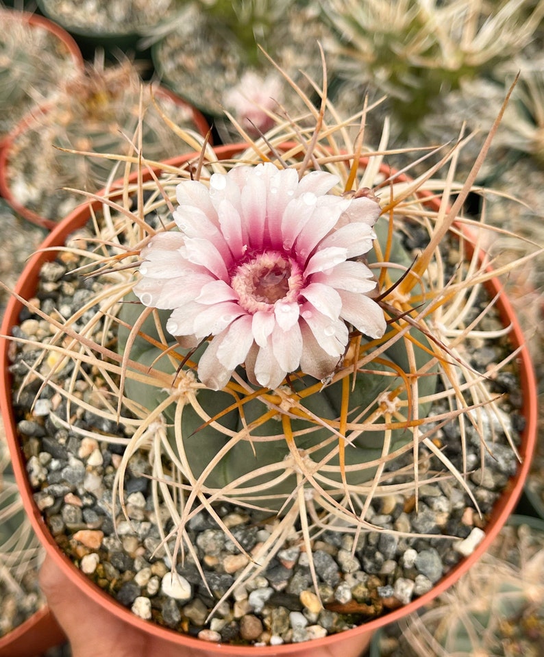 Gymnocalycium Cardenasianum Busy Spines Pink Flower Rare Cactus image 1