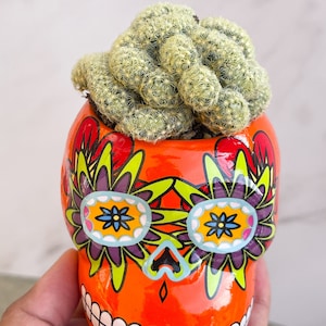 Halloween Planter | Skull Planter | Succulent/Cactus Planter