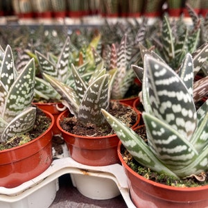 Tiger Aloe Aloe variegata Live Plant image 5