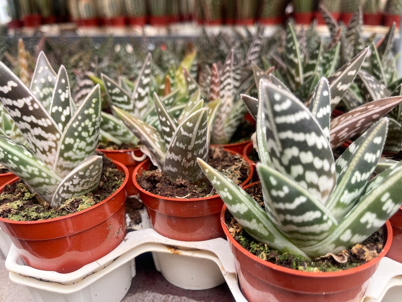 Tiger Aloe Aloe variegata Live Plant image 5