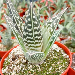 Tiger Aloe Aloe variegata Live Plant image 8