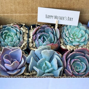 Special Succulent Gift Box | Gift for her | Holidays Gift Box | 6 packs Succulent Gift Box