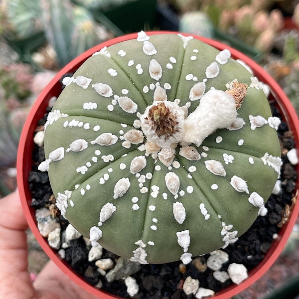 Imported Astrophytum Nudum V type | Live Plants | Live Cactus | 342