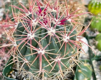 Ferocactus Tiburonensis | Live Cactus | Live Plant