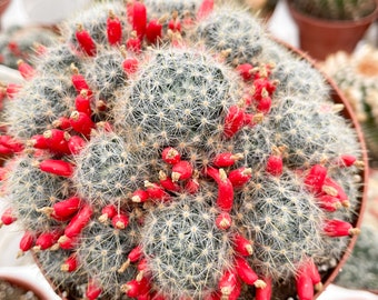 6” Mammillaria Clusters | Live Plant | Live Cactus