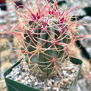 Ferocactus Tiburonensis Live Cactus Live Plant image 1