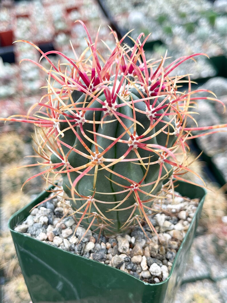 Ferocactus Tiburonensis Live Cactus Live Plant image 1