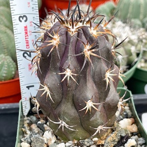 Copiapoa Echinoides Copiapoa Dura Rare Cactus Live Plant Rare Plant image 3