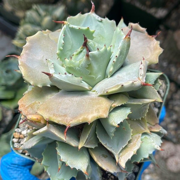 Agave Potatorum cv. ‘Shoji-Raijin’- Blu Roe Agave | Live Plant