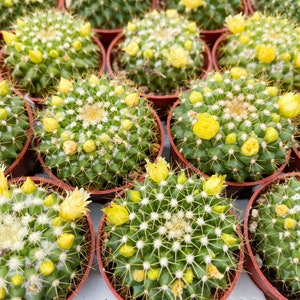 Mammillaria Marksiana / Cactus vivo 2”
