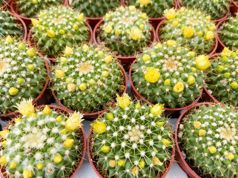 Mammillaria Marksiana / Cactus vivo 2”
