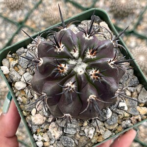 Copiapoa Echinoides Copiapoa Dura Rare Cactus Live Plant Rare Plant image 6