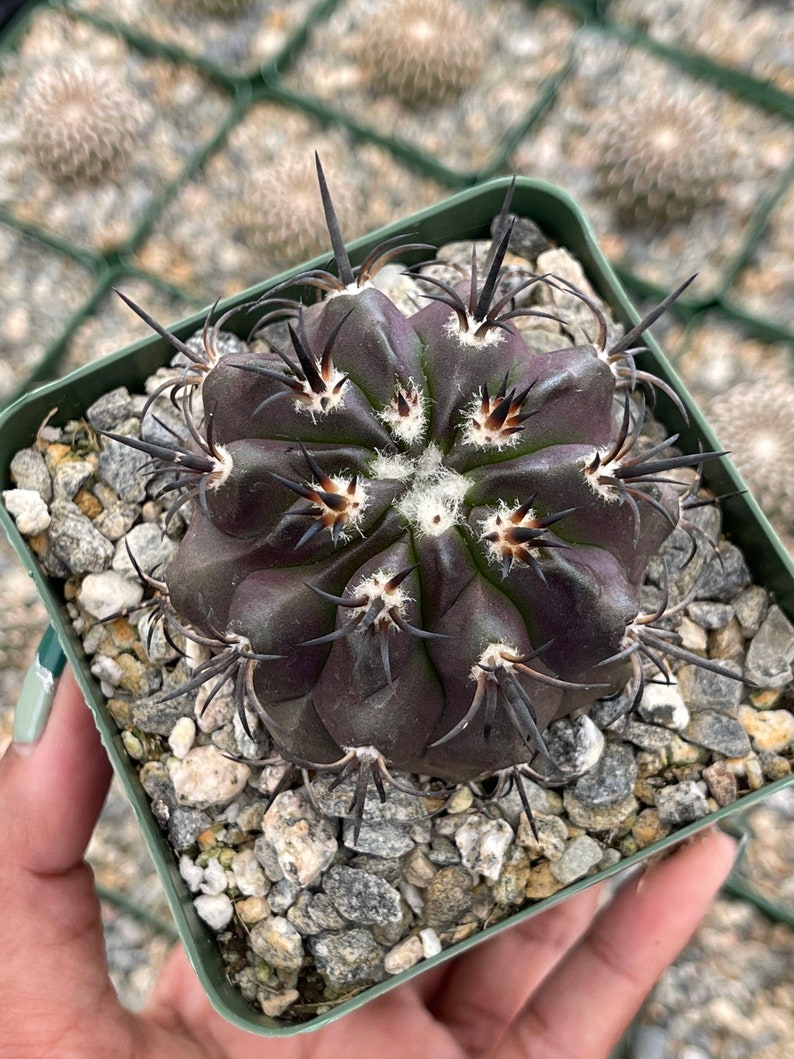 Copiapoa Echinoides Copiapoa Dura Rare Cactus Live Plant Rare Plant image 6