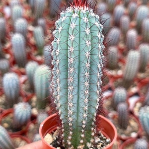 Cipocereus Bradei | Blue Cactus | Rare Exotic Cactus