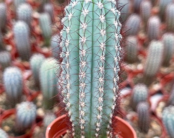 Cipocereus Bradei | Blue Cactus | Rare Exotic Cactus