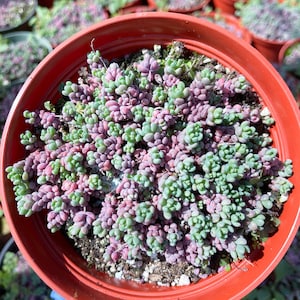 Sedum Dasyphyllum Minor | Corsican Stonecrop | Blue Tears Sedum