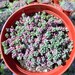 see more listings in the Succulents section