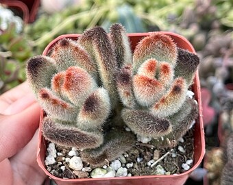 Kalanchoe | Panda plant | Fuzzy Plant | Live Plant