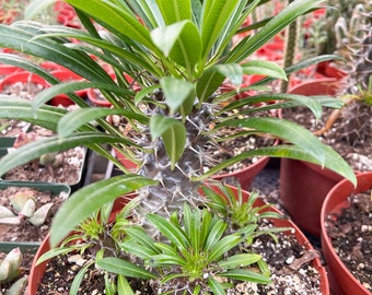 Madagascar Palm Plant | Pachypodium Lamerei | Live Plant | Rare Plant