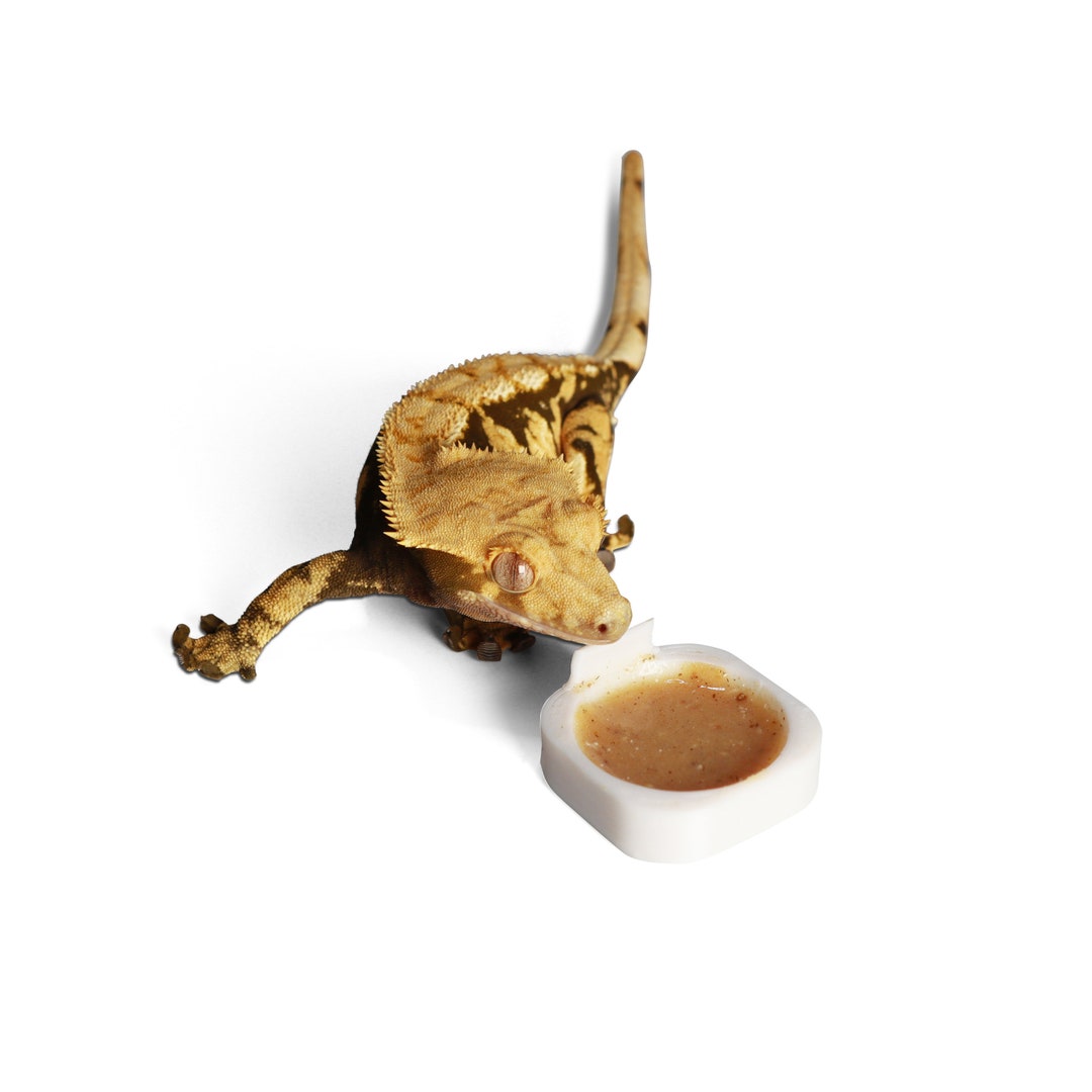 Geckopia Bowl 3 Pack Crested Gecko Bowl Reptile Bowl Gecko Bowl Gecko ...