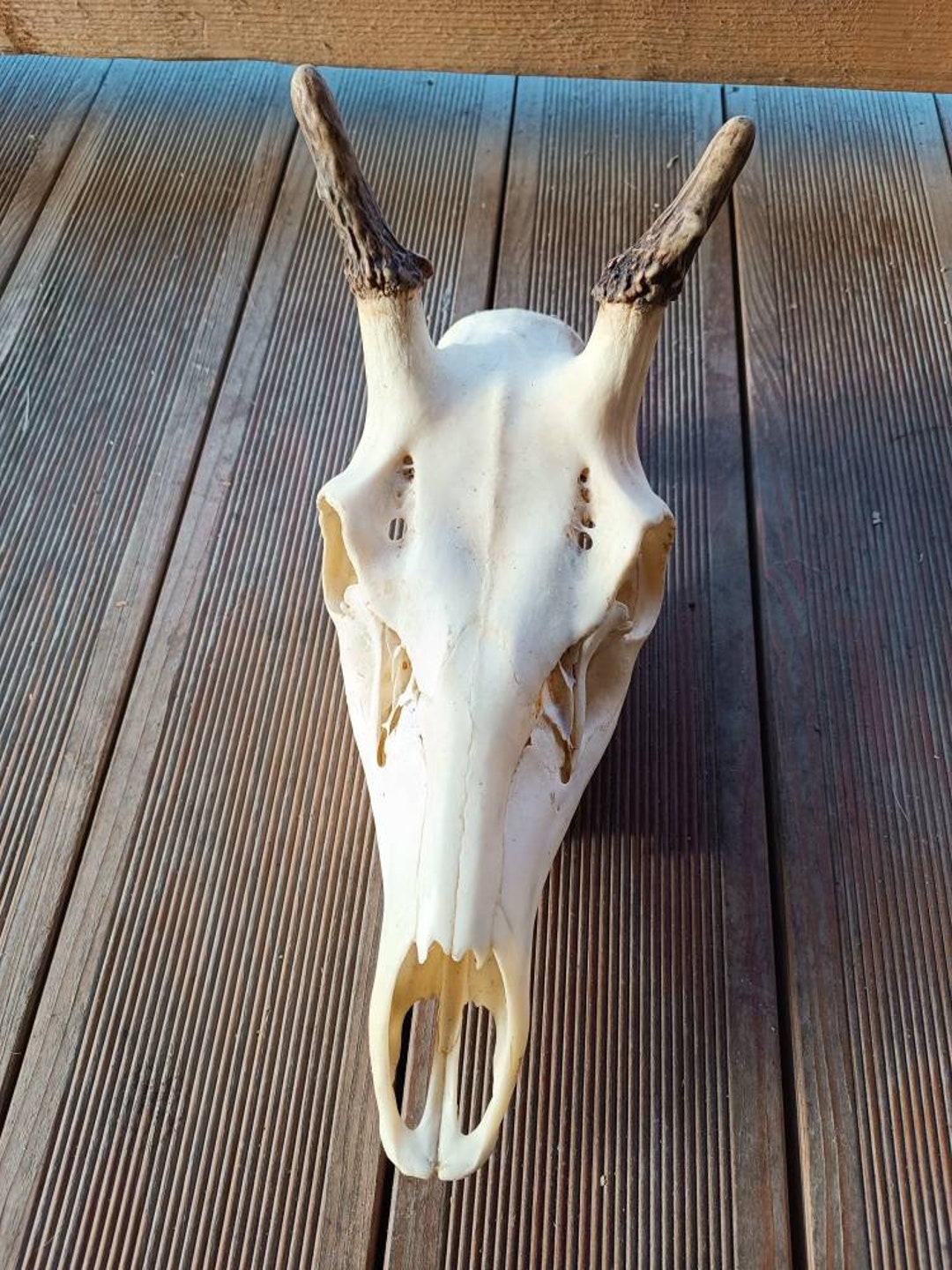 Large Red Deer Skull Antlers Complete Skull Ram Bull Horns - Etsy