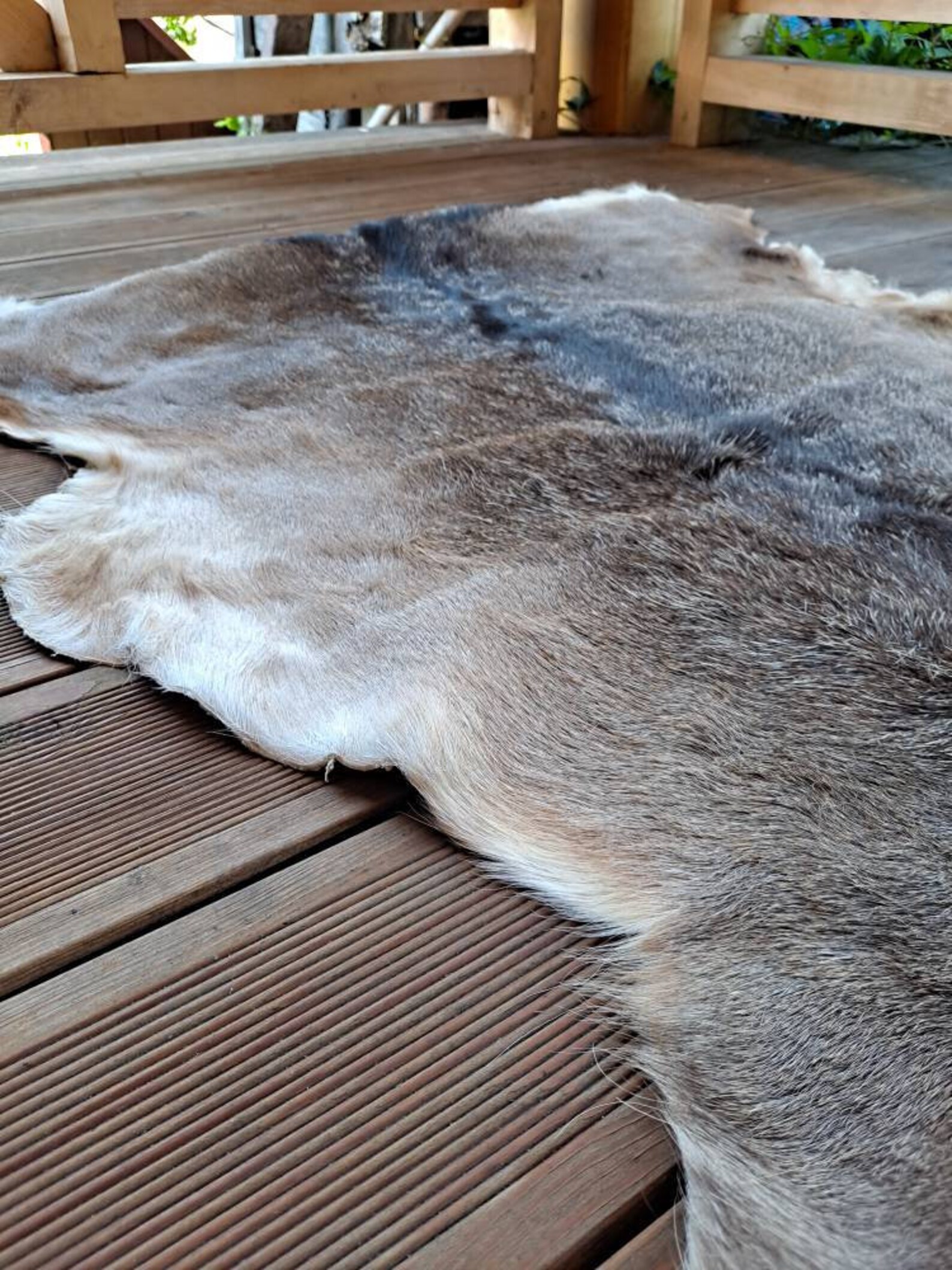 Large Fallow Deer Skin Hide Rug Fur dama Dama Living Room Etsy