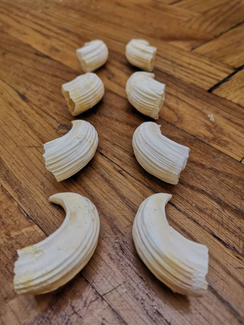 Wild boar tusks set bulk of 8 as seen in the photography. Etsy