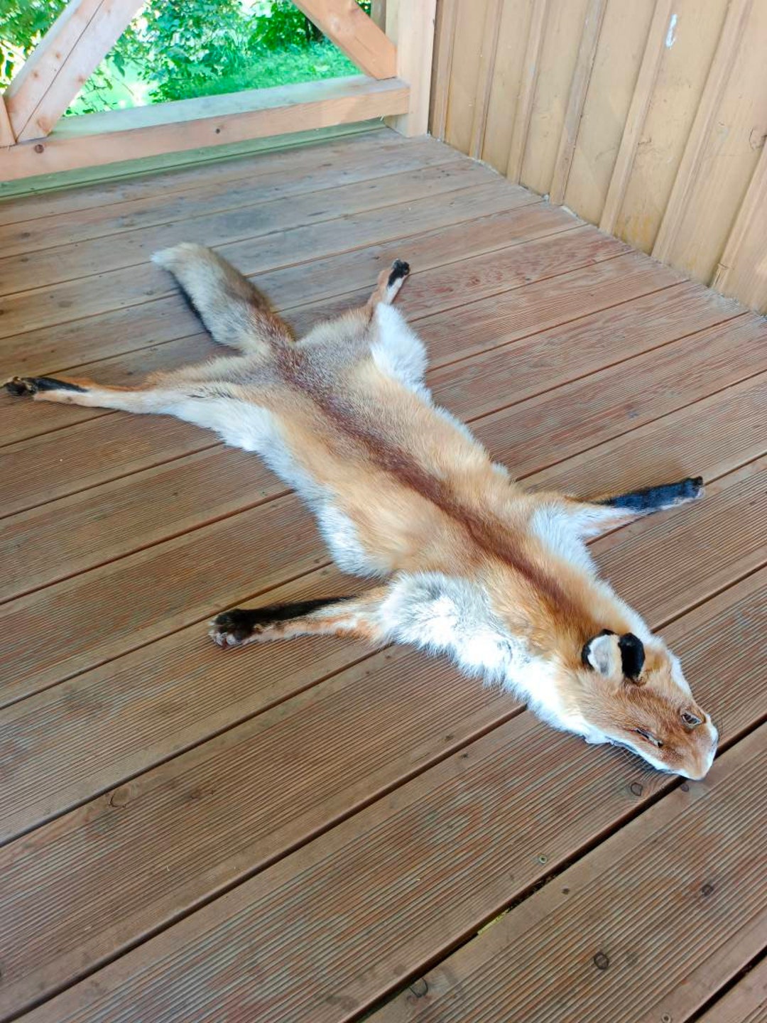 Wild Highland Red Fox Pelt Skin Hide Fur Complete Belly Paws Face