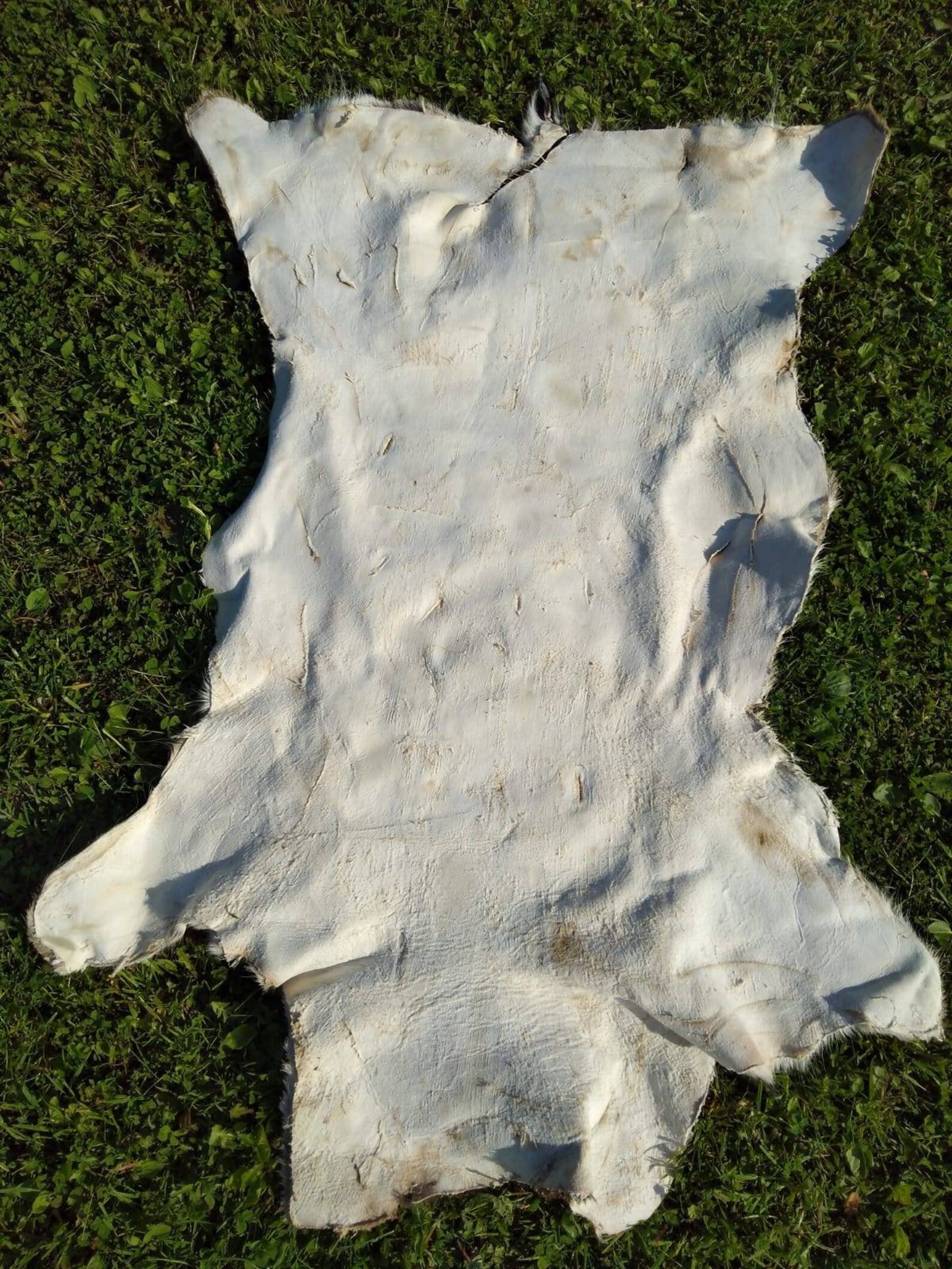 Fallow Deer Skin Hide Area Rug Fur Dama Dama Living Room Etsy