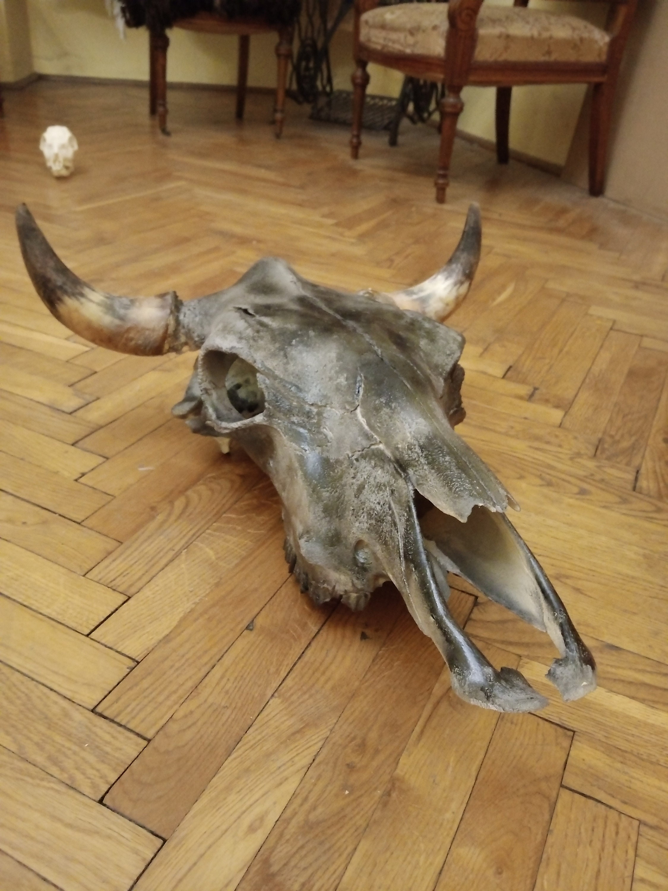 European Giant Bull Skull Head Home Decor Display Shamanic