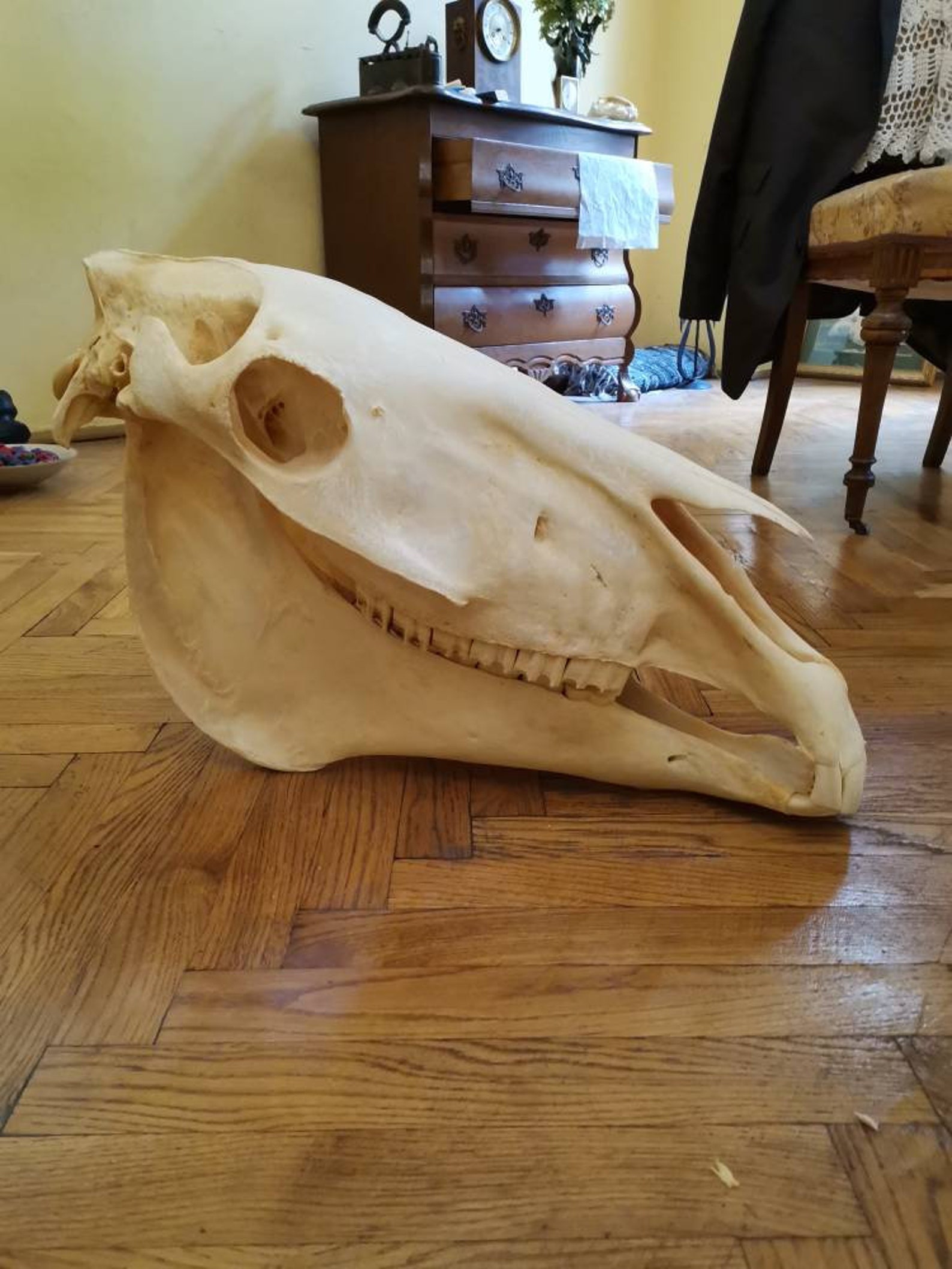 Horse Skull Head Taxidermy Education Science Study Display Etsy
