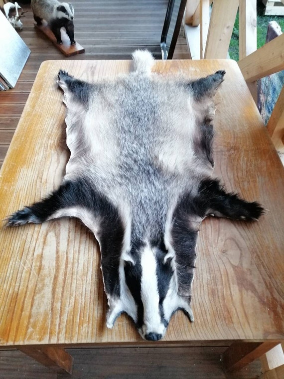 Continental European Wild Badger Skin Rug Hide Fur Pelt Etsy