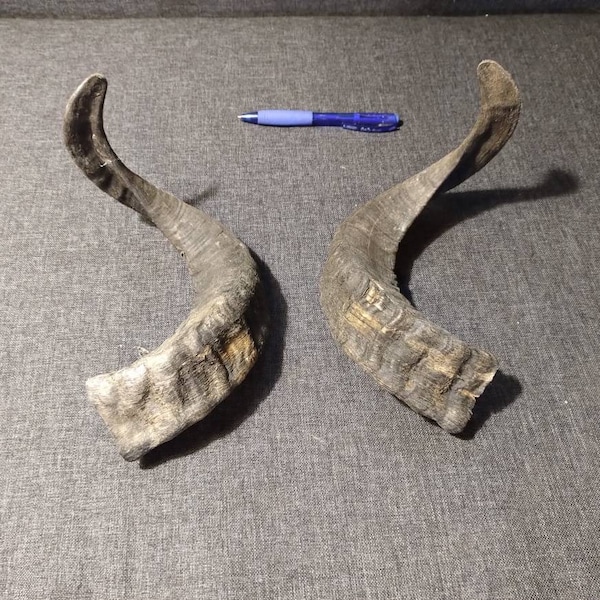 Cow Horn Dog Chew Etsy