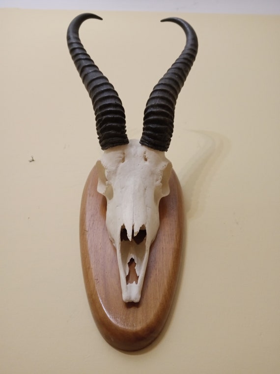 Set of 7 Perfect Roe Deer Skulls Antlers Complete Entire Unsawn Skull Teeth Gothic taxidermy collectible anatomy garden decor exhibit