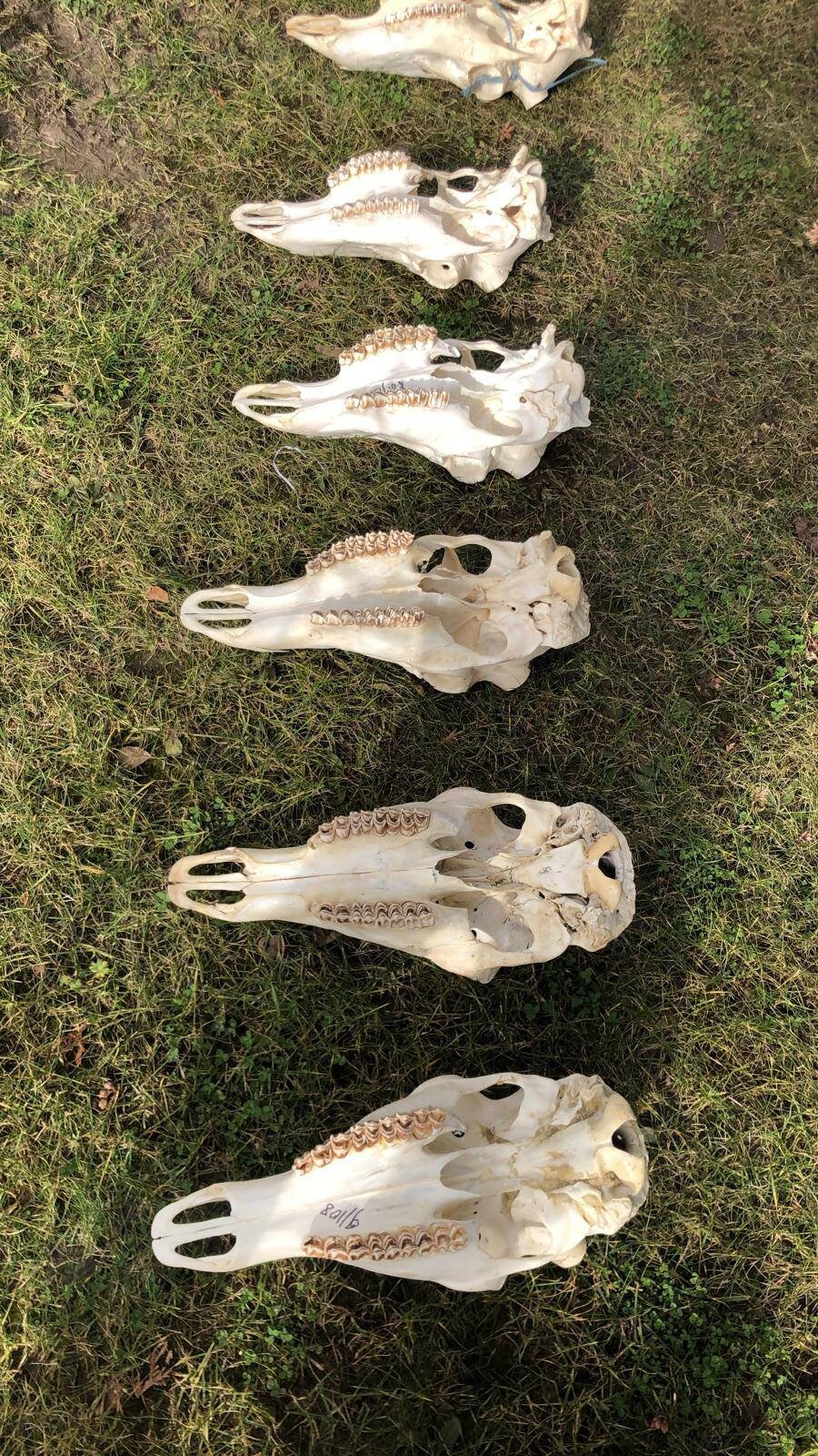 Red Deer Stag Upper Deer Skull cervus Elaphus Complete Jaws Etsy