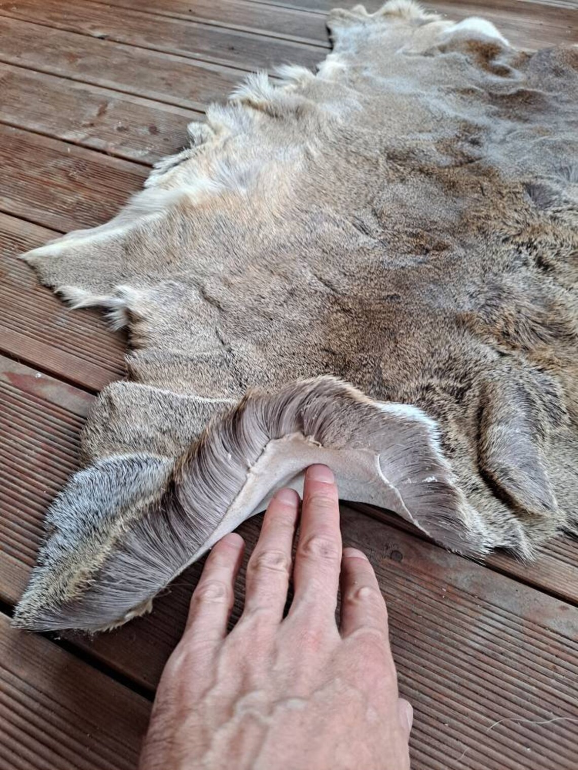 Roe deer skin hide rug winter long hair silverish coat fur Etsy