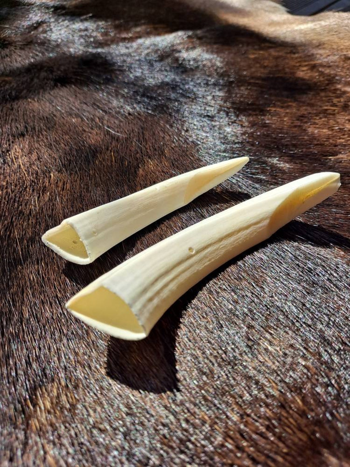 Large Wild Boar Tusks set of 2 drilled exactly as seen in the | Etsy